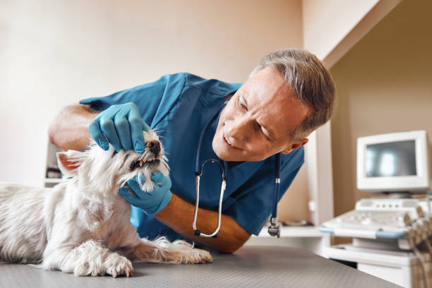  Paulding, OH Emergency Dentist Pros
